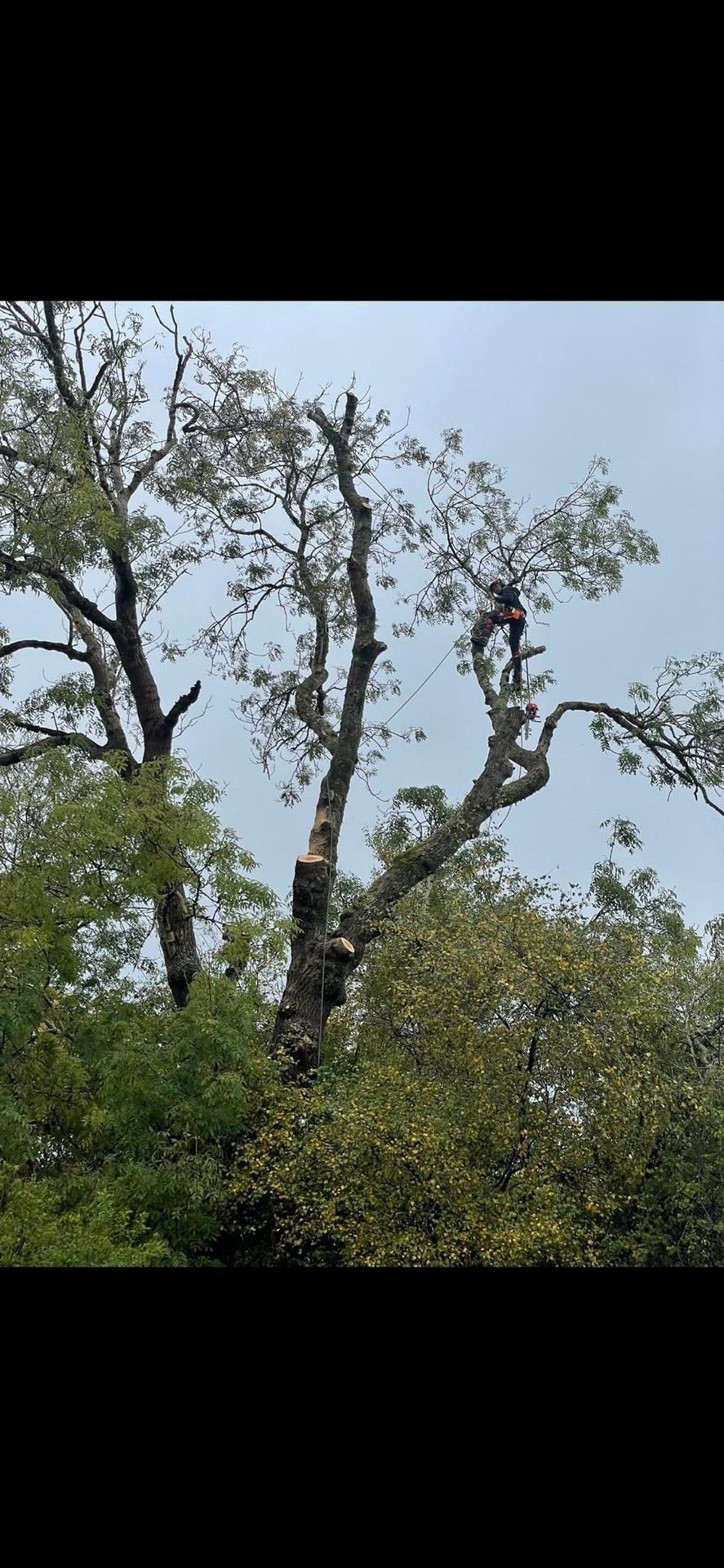 Emergency Tree Removal