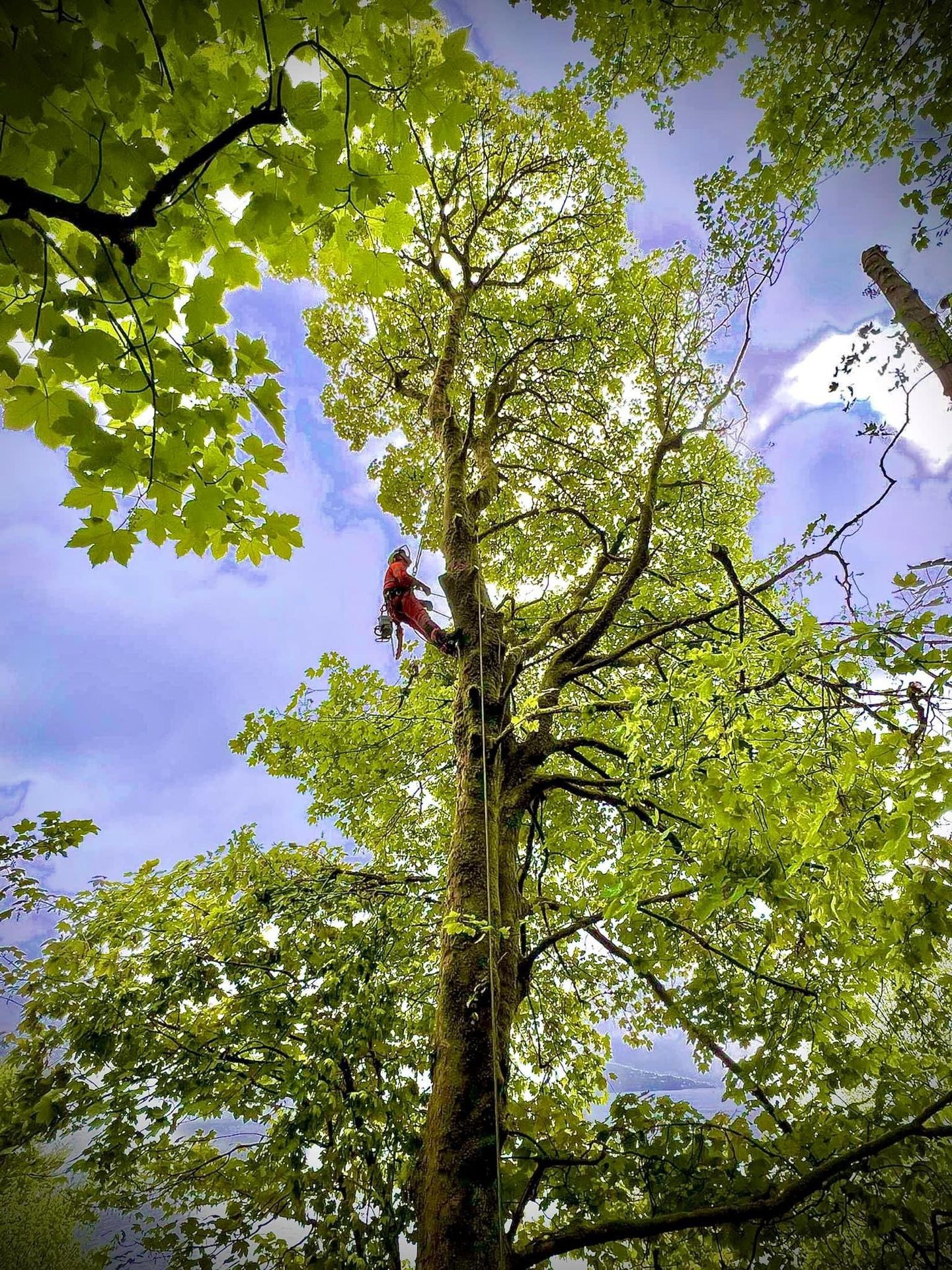 Person in climbing gear ascending a tall tree surrounded by green leaves under a cloudy sky.